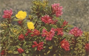 Flowers. Rusty-leaved Alpine Rose and Buittercupr Nice old vintage Swiss postc