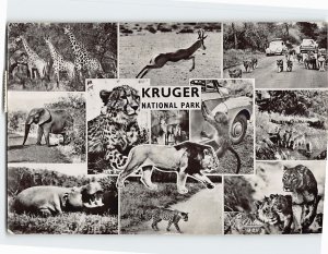 Postcard Wild Animals Found in Kruger National Park South Africa