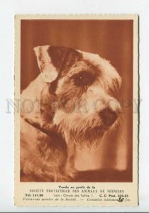 440215 FOX TERRIER Dog CHARITY ADVERTISING Society Protection Animals Verviers 