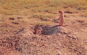 Prairie Dog  Misc SD 