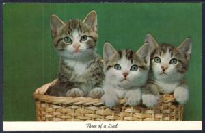 Three Kittens in a Basket,Cats