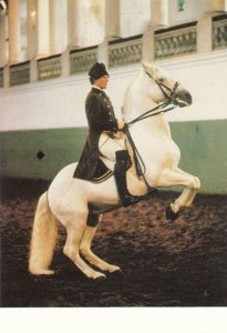 Horse Rearing Levade Spanish Riding School Of Vienna Postcard