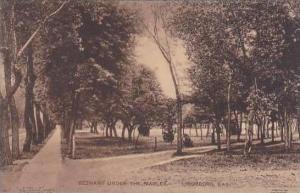 Kansas Lindsborg Under The Maples Albertype