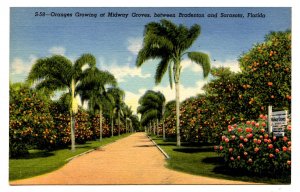 FL - Bradenton-Sarasota. Midway Groves (Oranges)