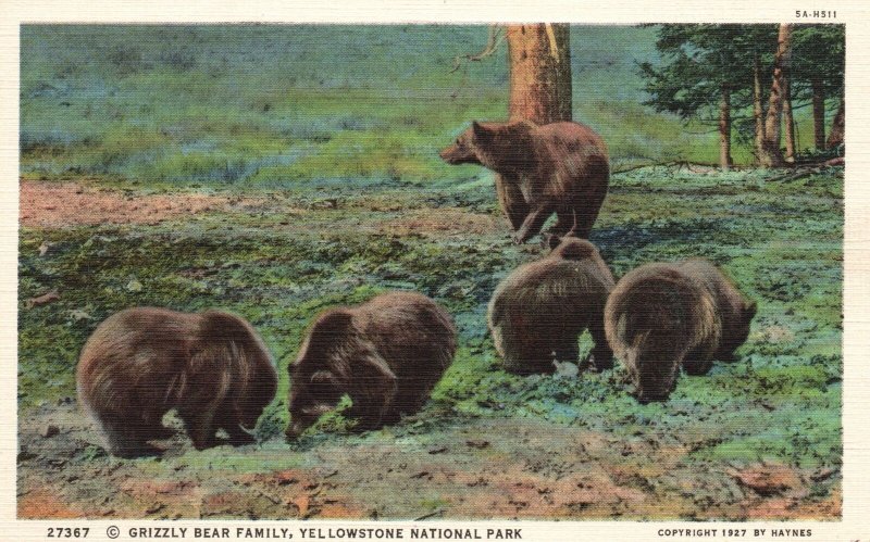 Vintage Postcard 1930's Grizzly Bear Family Yellowstone National Park County WY