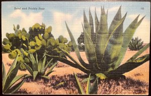 Vintage Postcard 1954 Sotol and Prickly Pear Cactus (AZ)