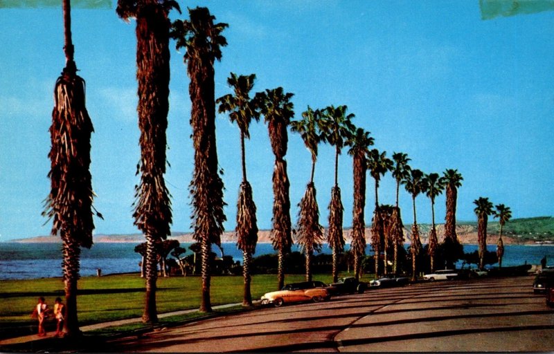 California La Jolla Stately Palms Along Coast Boulevard and Park