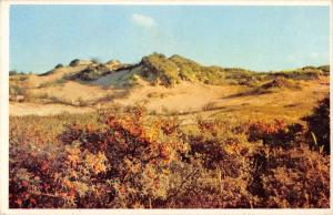 BG34469 dunes et argousiers knokke   belgium knocke