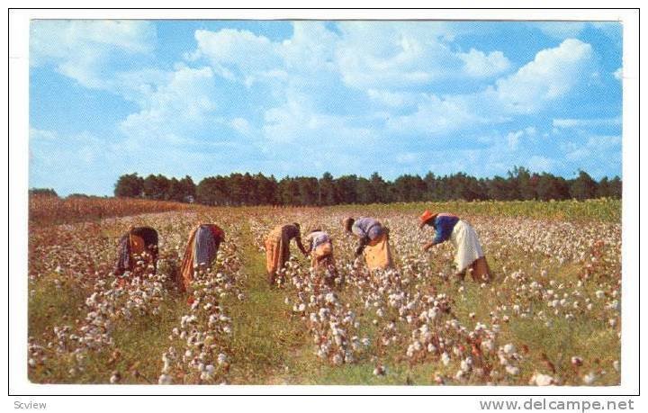 Women Picking Up Cotton, Thomasville, Georgia, 1940-1960s