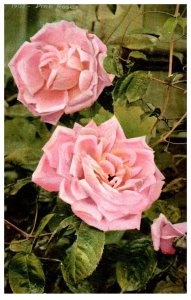 No. 1907 Pink Roses CA Mitchell Postcard. Posted