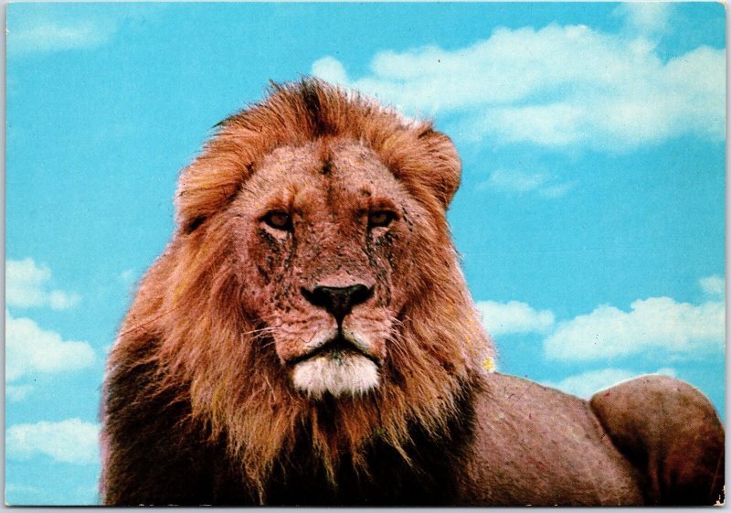 VINTAGE CONTINENTAL SIZED POSTCARD AFRICAN LION (3) LARGE STAMPS LIBERIA 1979