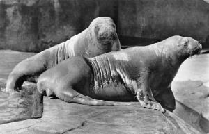 B98660 seal sceau hamburg germany  real photo  animals animaux