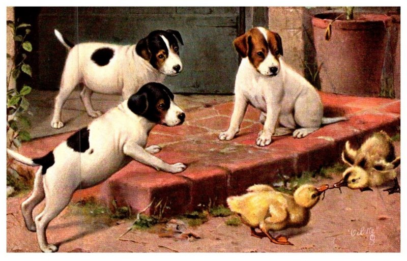 Dog    Puppies and Chicks