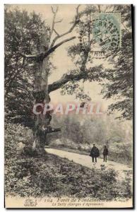 Old Postcard Tree Forest of Fontainebleau The Gorge of Sully & # 39Apremont