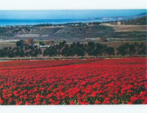 Pre-1980 LARGEST POINSETTIA FLOWER PLANTATION San Clemente California CA E7186