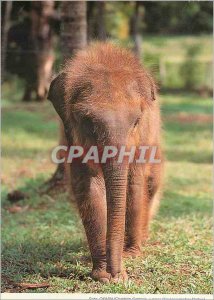 Post Modern Elephant Card