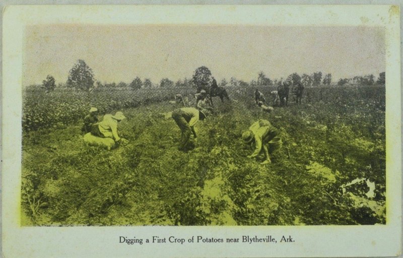 Blytheville, Ark. Digging Potatoes, Hand Colored Vintage Postcard P45