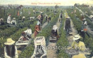 Picking Strawberries - Misc, Oregon