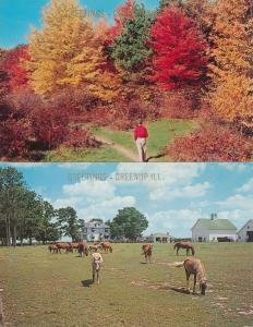 (2 cards) Greetings from Greenup IL, Illinois - Autumn View and Pleasure Horses