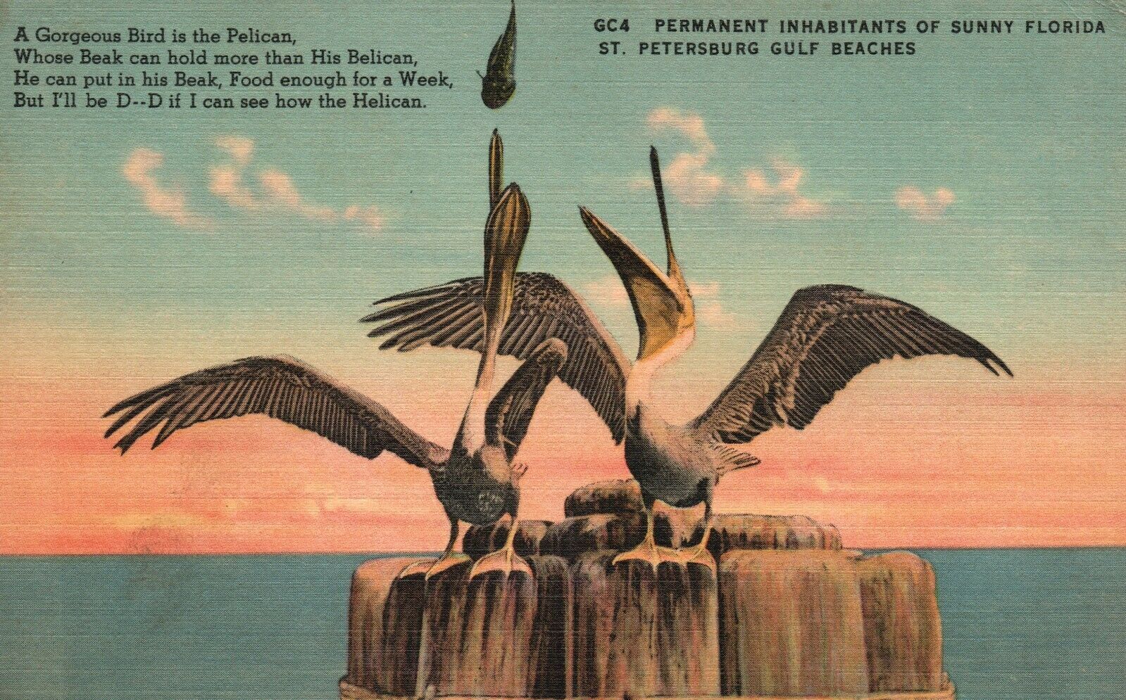 Vintage Postcard 1930's Two Pelicans Eating FL Florida St. Petersburg