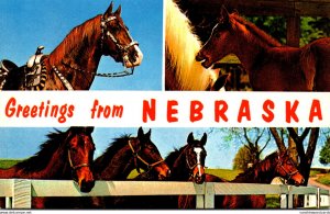 Greetings From Nebraska With Horses