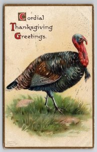 Cordial Thanksgiving Greetings Turkey Postcard K29