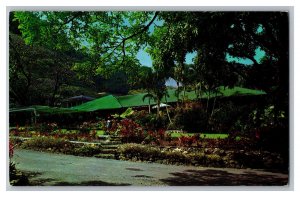 Waioli Tea Room Manoa Valley Honolulu Hawaii c1966 Postcard