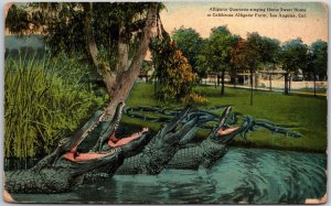 Los Angeles California, 1924 Alligator Quartette Singing, Sweet Home, Postcard