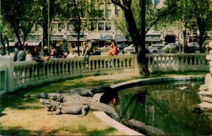 Texas El Paso San Jacinto Plaza Alligator Pool