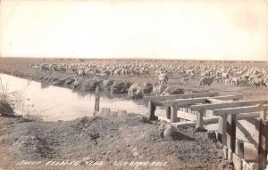 Gila Bend Arizona Sheep Feeding Real Photo Vintage Postcard AA74675