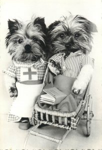 Adorable dressed dogs photo 8 x 12 cm