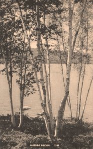 Lakeside Birches Forest Nature Trees American Art Post Vintage Postcard