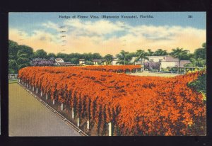 Orlando, Florida/FL Postcard, Hedge Of Flame Vine