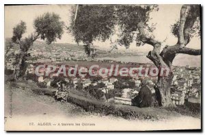 Postcard Old ALGIERS through olive groves