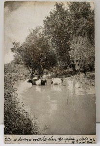 Freemont Nebraska Scene on the Rawhide, Cows in the Stream UDB Postcard E9