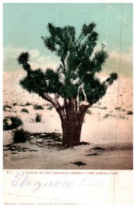 The Joshua Palm Native Of The American Desert Cactus Postcard