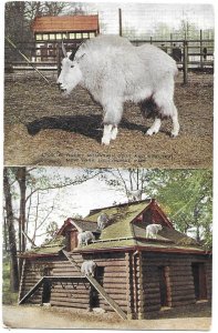 Rocky Mountain Goats & Shelter New York City Zoological Park New York