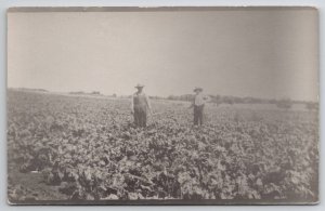 RPPC Men On the Farm Showing off Their Crop Postcard B30