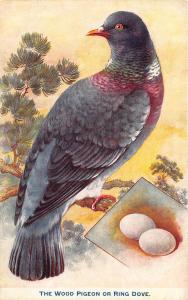 Raphael Tuck British birds and their eggs The Wood Pigeon Ring Dove Postcard