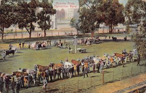BUENOS AIRES ARGENTINA~AGRICULTURAL EXPOSITION RURAL~1908 PSTMK POSTCARD