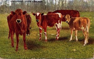 Cows Greetings From Chicago 1911