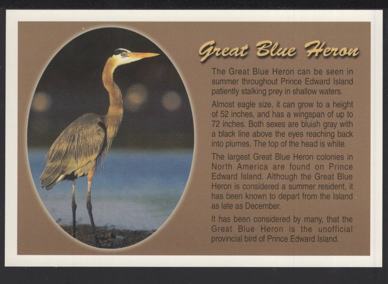 GREAT BLUE HERON Eagle Size Provincial Bird Prince Edward Island ~ Cont'l