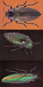 Tropical Beetles Asia America & India Insects 3x Postcard s