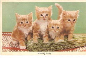 Three kitttens. A Friendly Group Nice American photo postcard 1960s. Standar