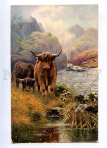 215515 HUNT Highlands BULL Vintage TUCK #9245 postcard