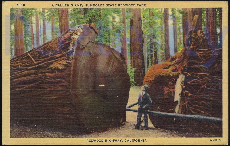 END OF THE TRAIL HE SHE RESTROOM (859) ON THE REDWOOD HIGHWAY  CALIFORNIA