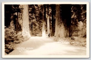 RPPC Redwood Highway California c1920s Real Photo Postcard C40