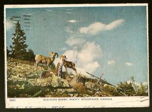 Canada 1952 Big Horn Sheep Rocky Mountains Folkard Postcard/