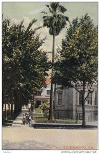 SACRAMENTO, California, 1900-1910's; Sacramento Fan Palm