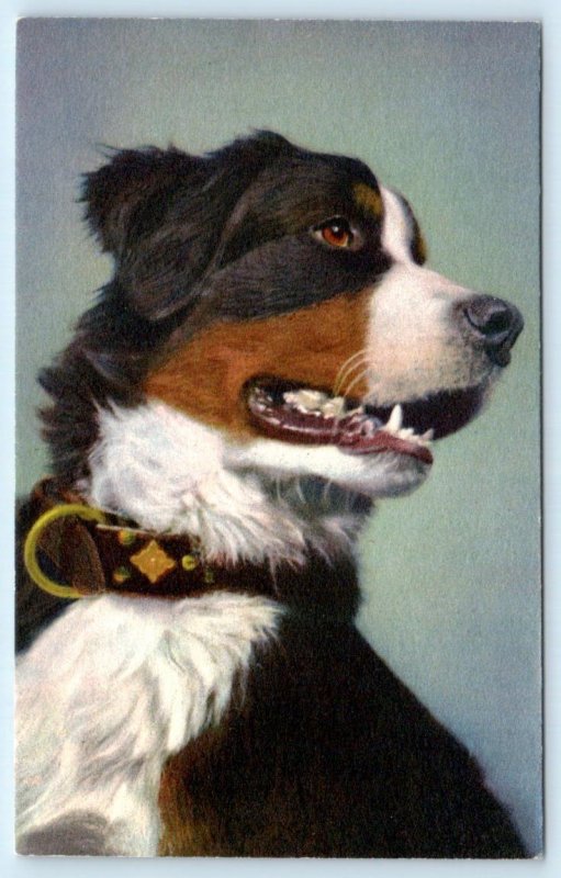 SWISS MOUNTAIN DOG Berner Sennenhund BERNESE MOUNTAIN DOG  Stehli #159 Postcard